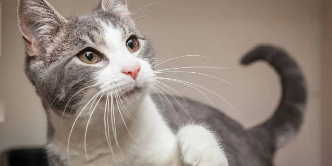 Hem sempatik hem umursamazlar! Kedi sahipleri artık üzülmeyin: “Anlamıyor değil sadece umursamıyor” 5